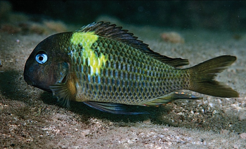 Tropheus sp. 'crescentic' Maswa